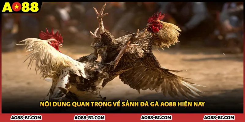Nội dung quan trọng về sảnh đá gà AO88 hiện nay